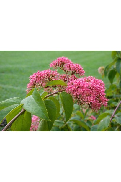 Гептакодіум міконієвидний